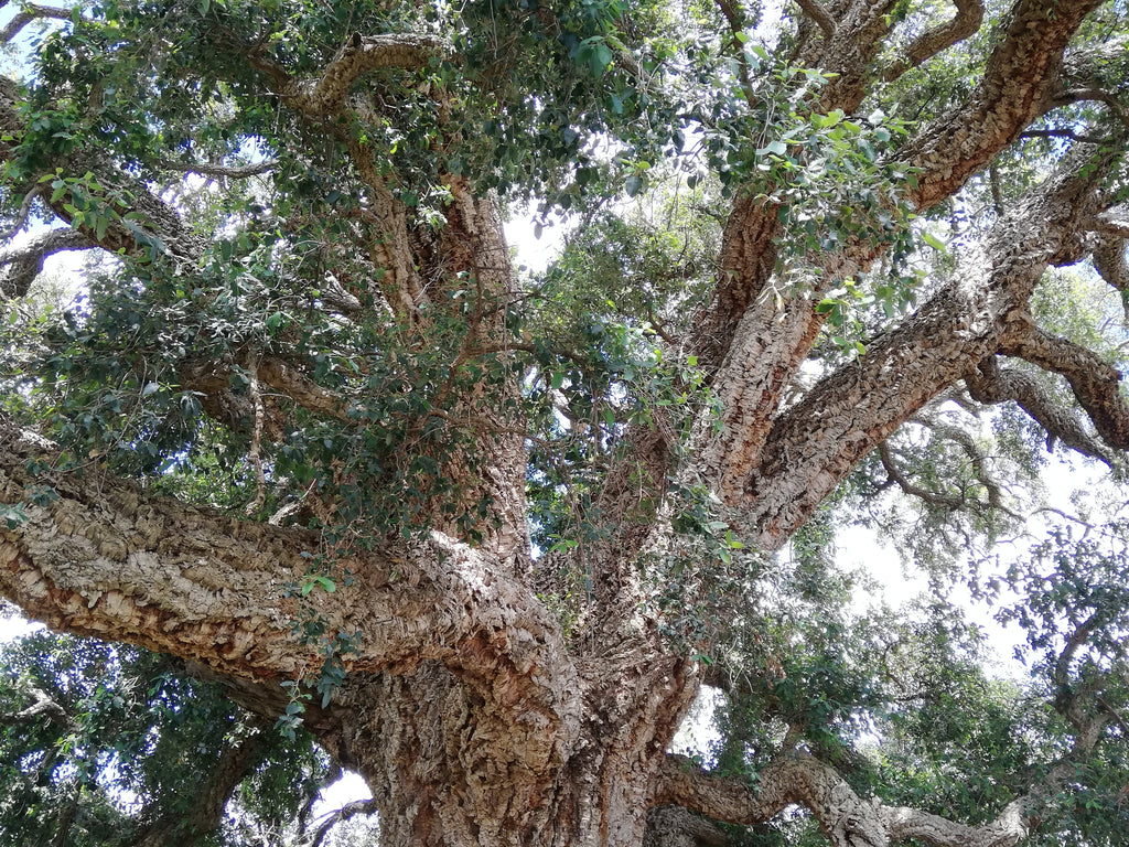 The Tenterfield Cork Tree 163 years old